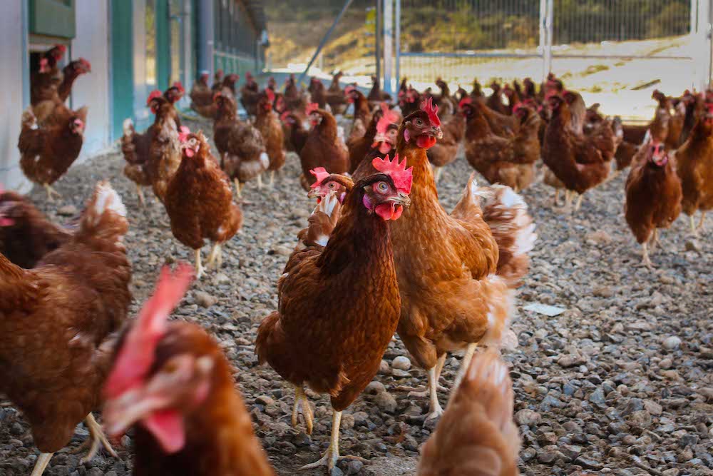 gallinas camperas gallinas camperas